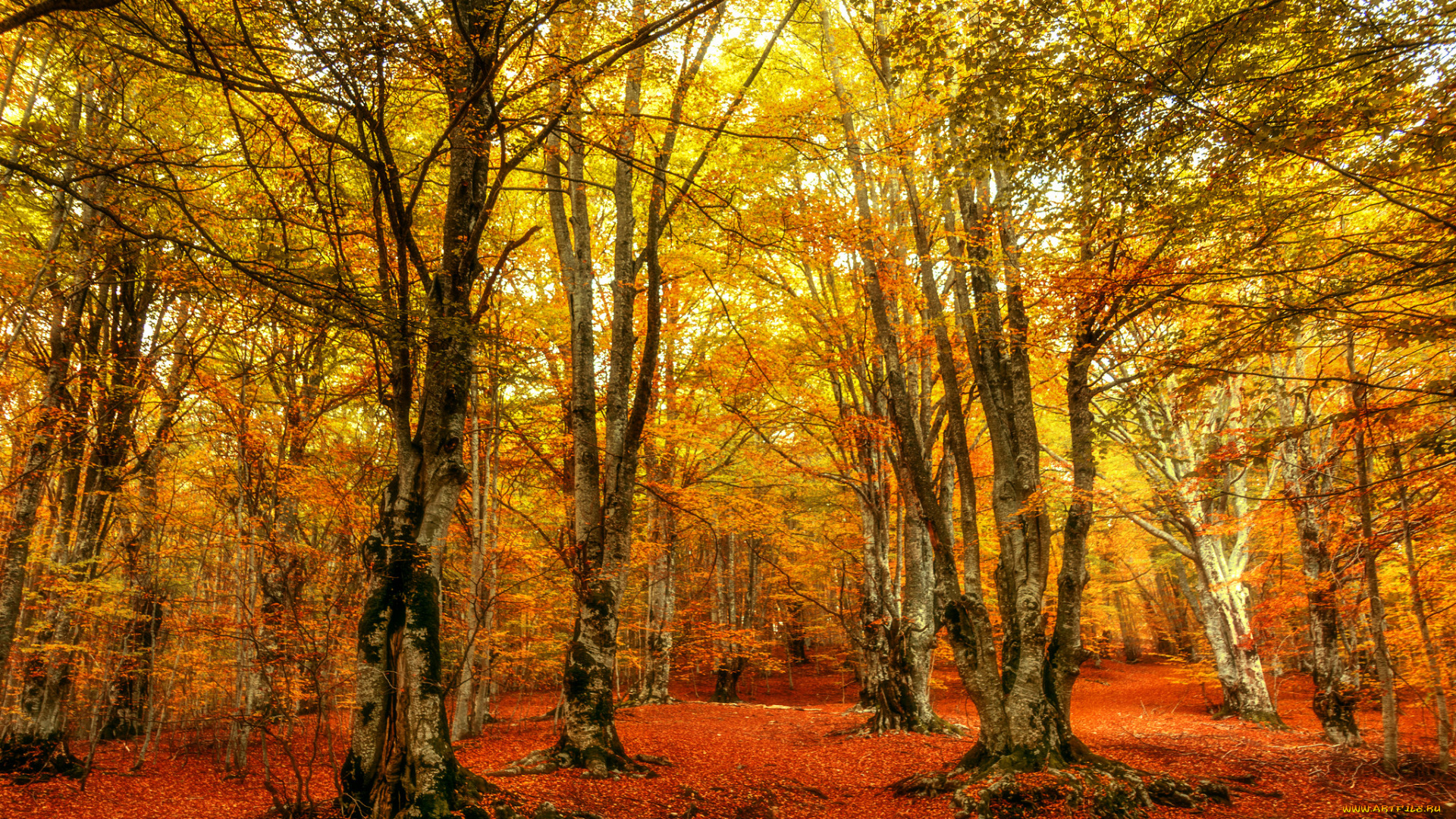 природа, лес, простор