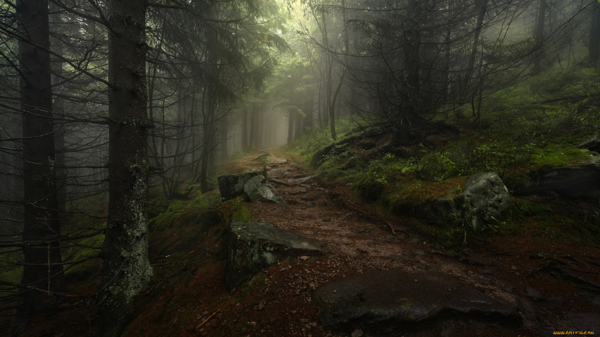 природа, лес, простор