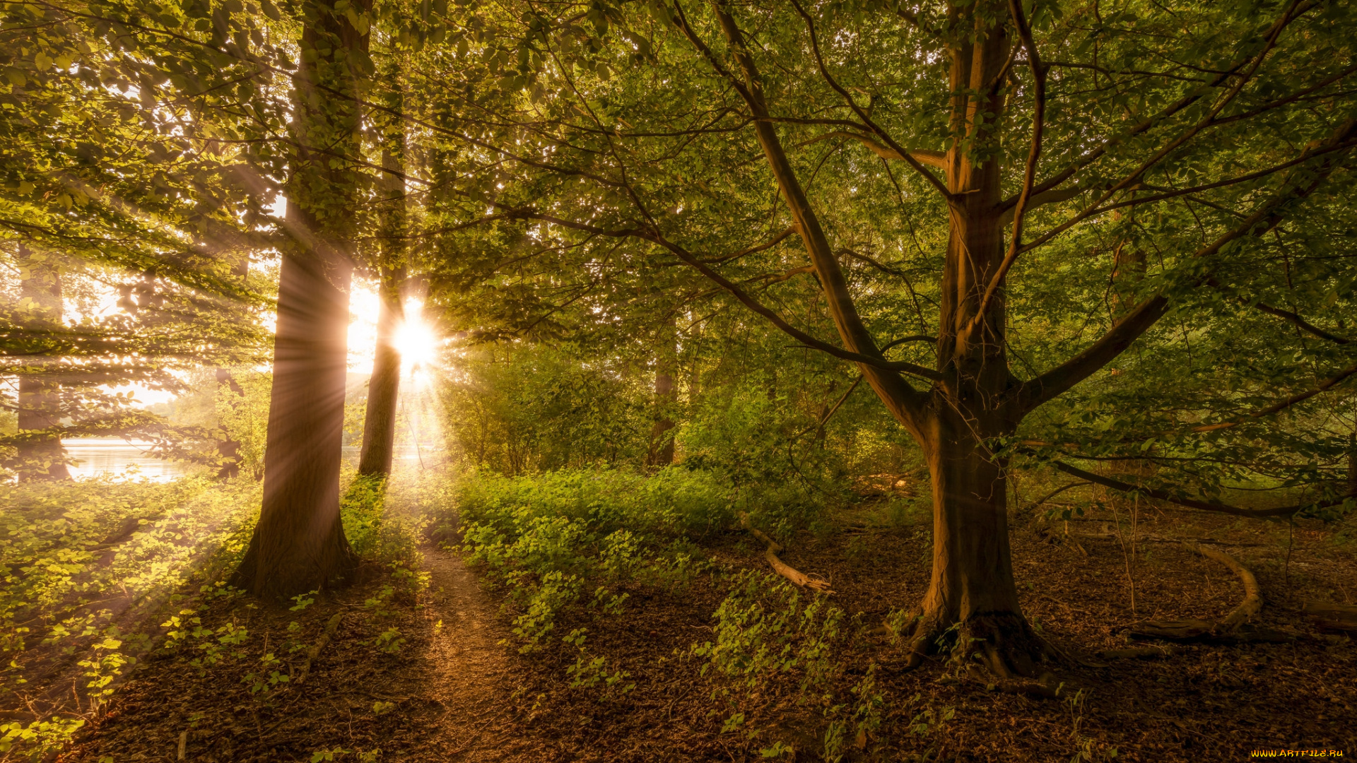 природа, лес, простор