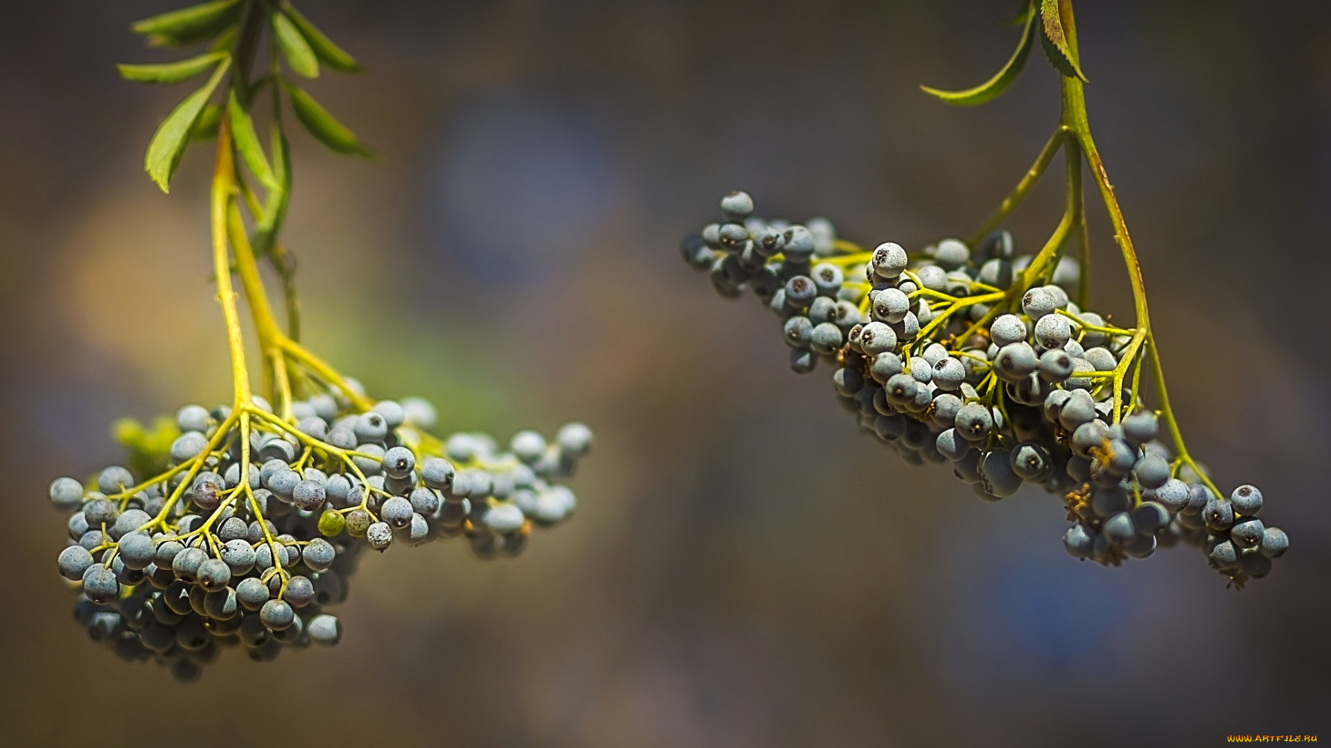 природа, Ягоды, ягоды, осень, гроздь