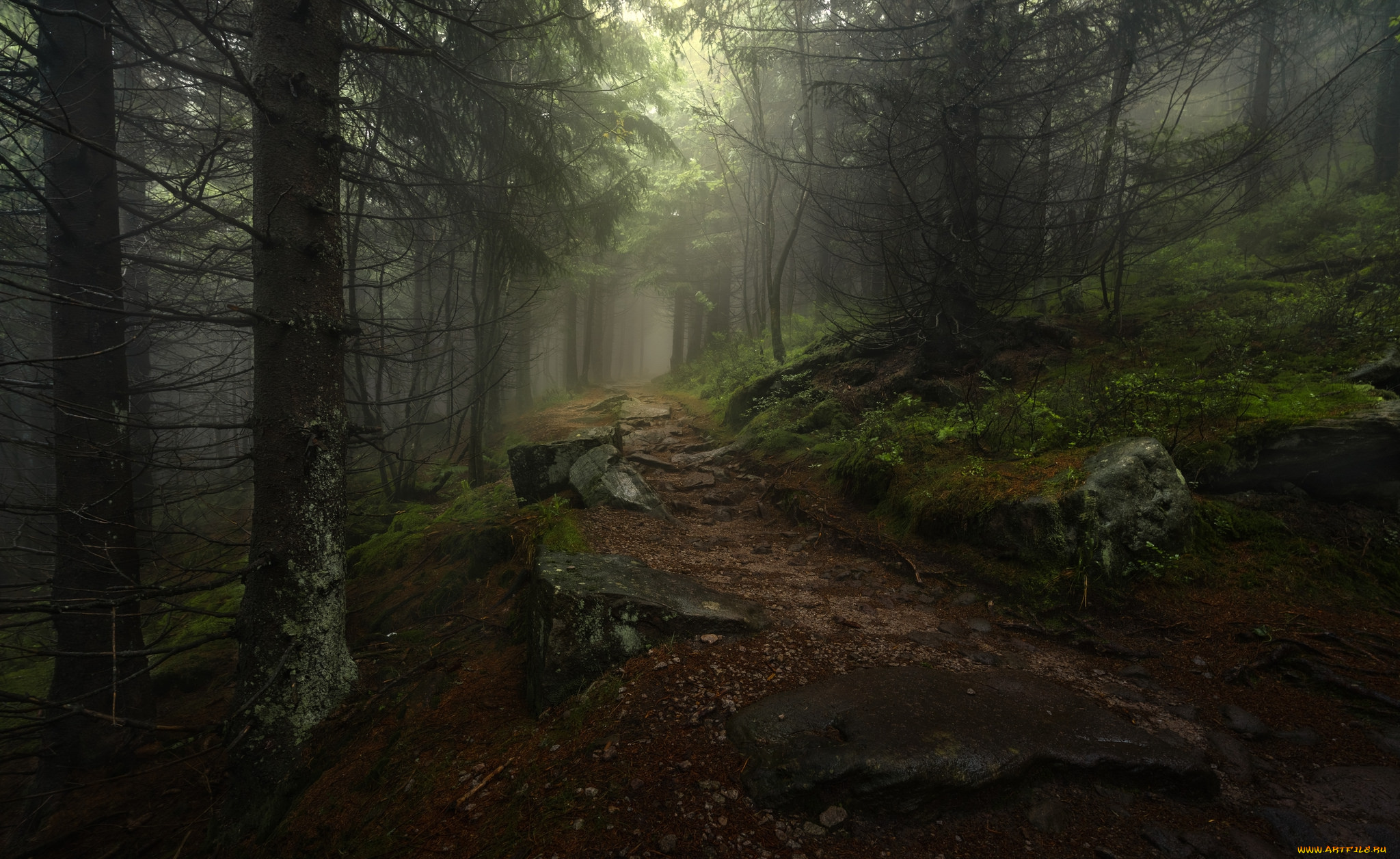 природа, лес, простор