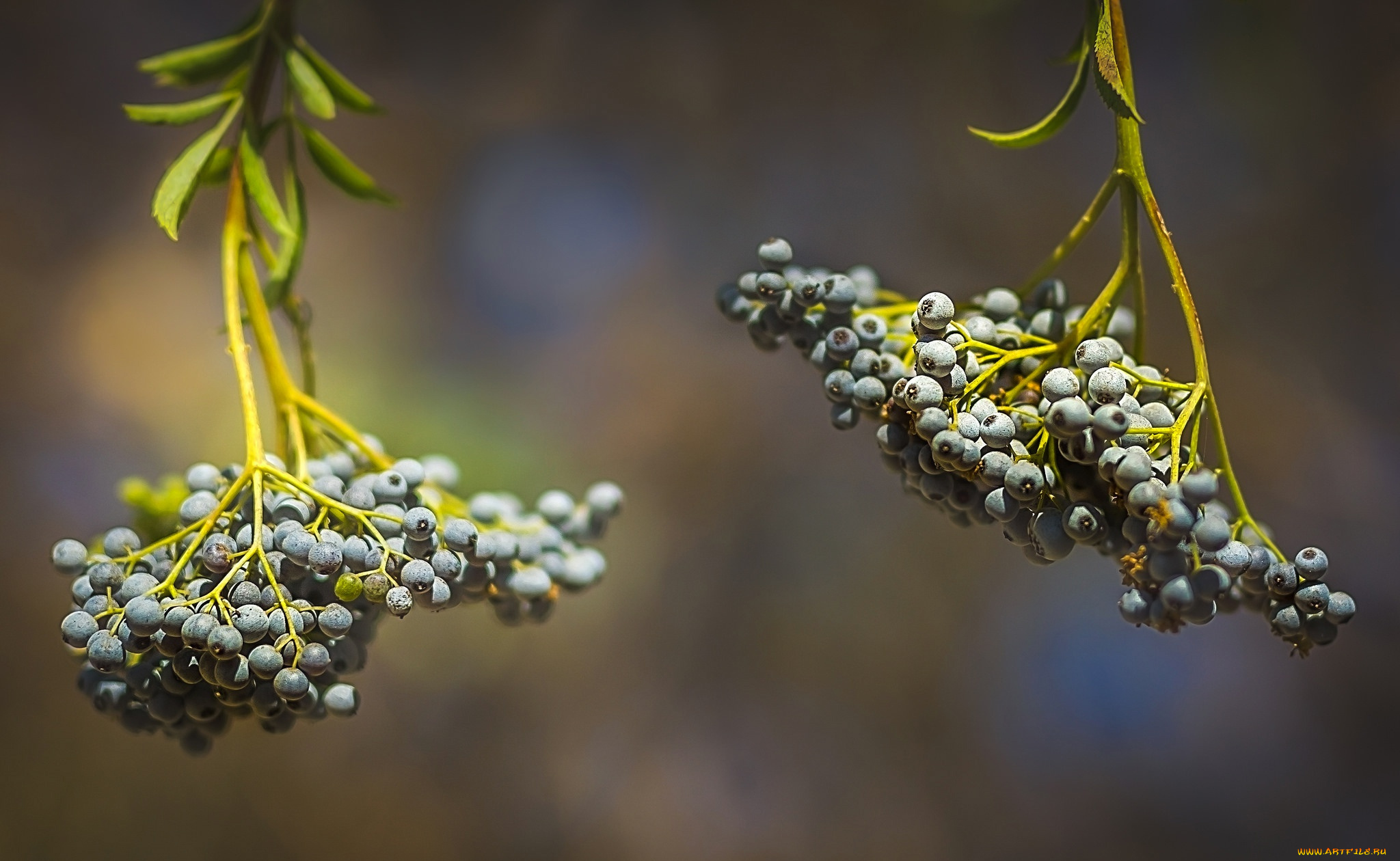 природа, Ягоды, ягоды, осень, гроздь