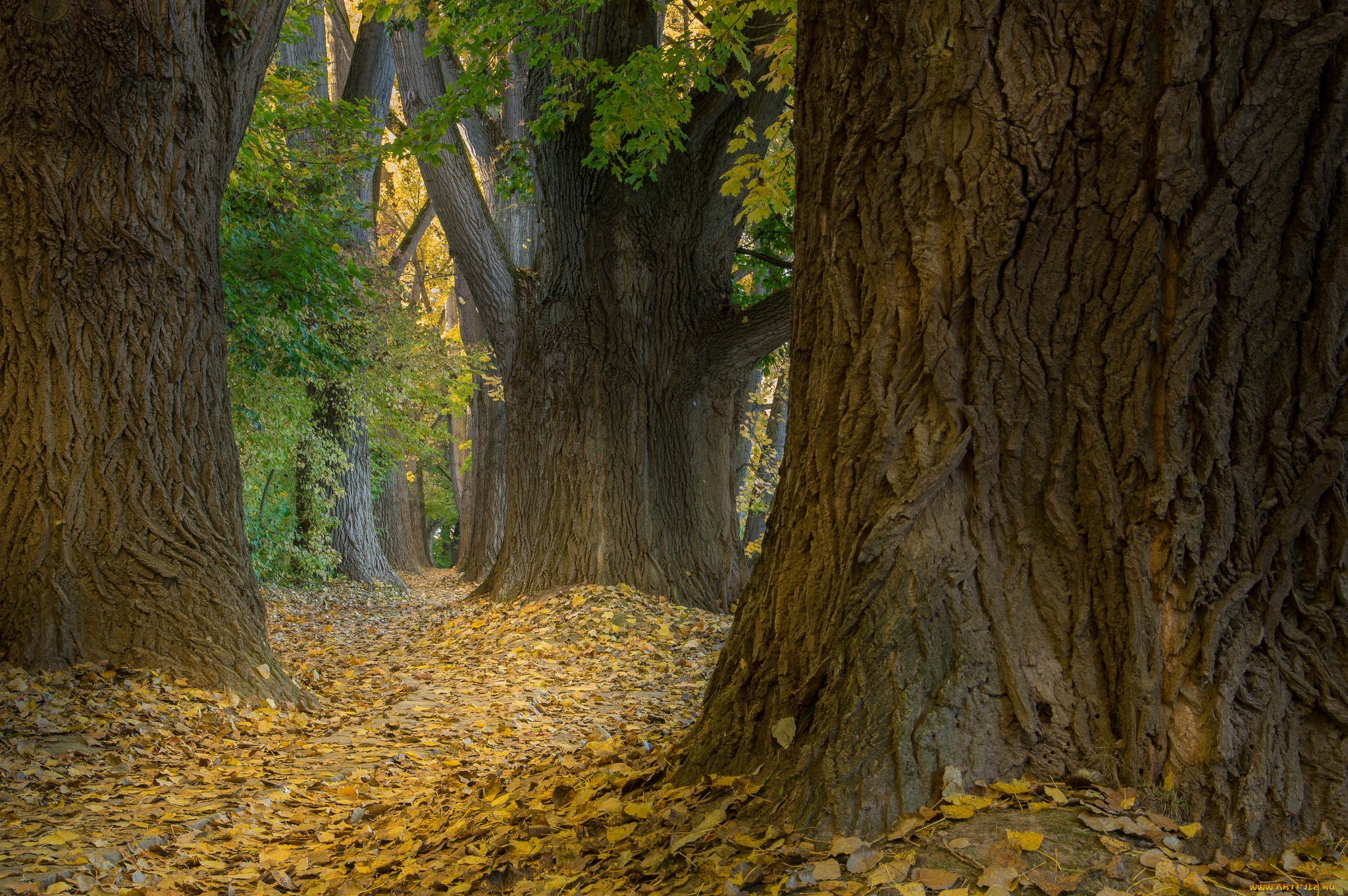 природа, лес, простор