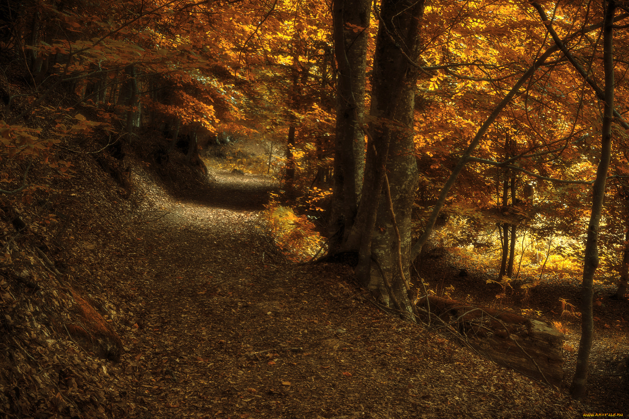 природа, лес, простор