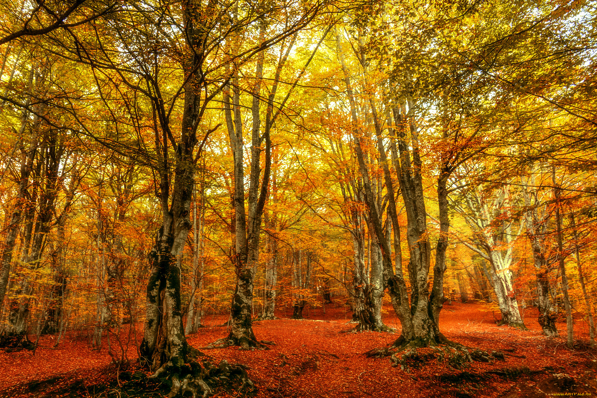 природа, лес, простор