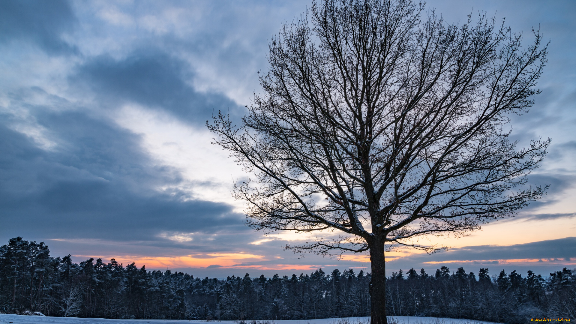 природа, деревья, вечер, сумерки, дерево, снег, закат, облака, небо, лес, поле, зима