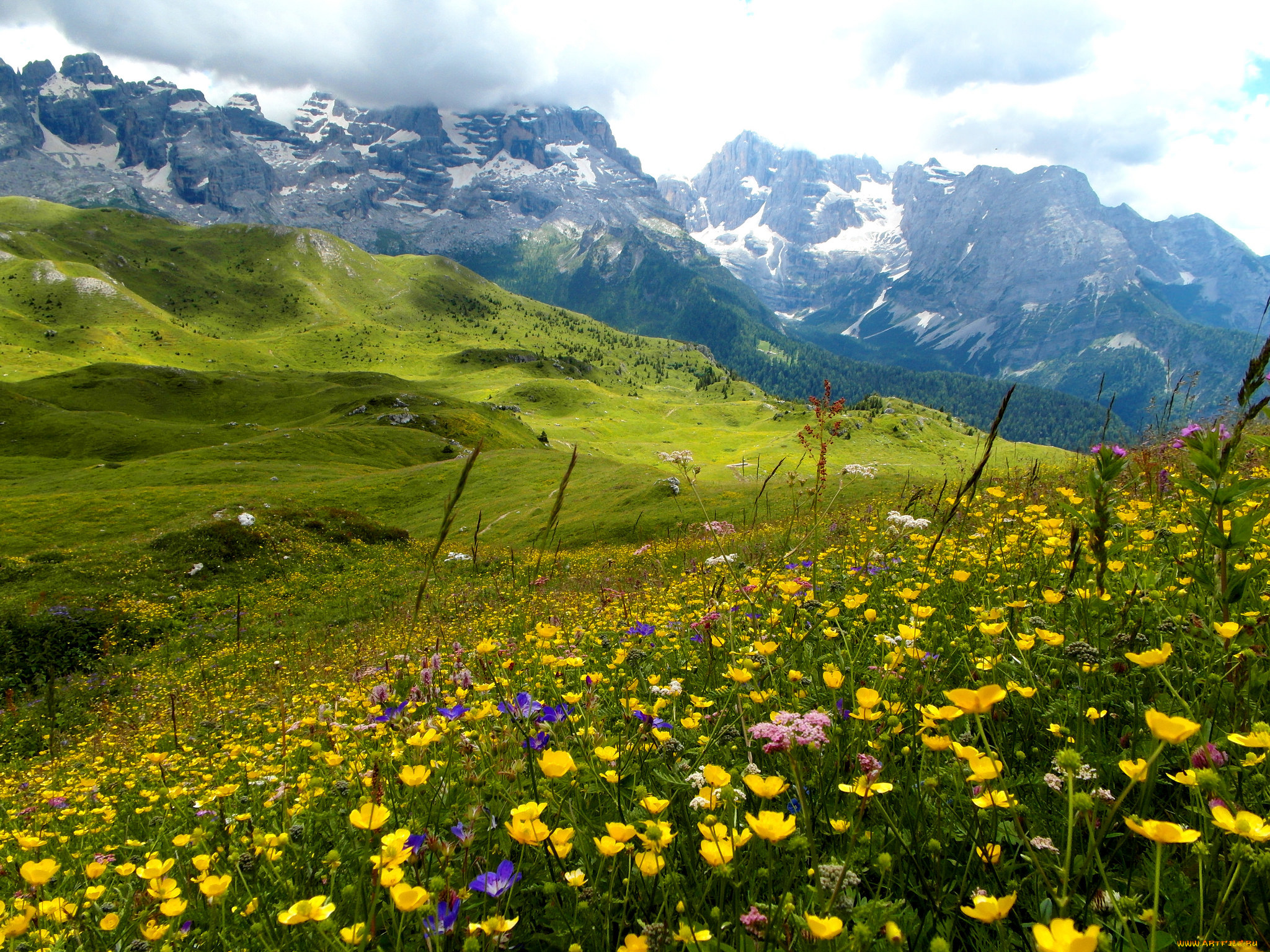 природа, луга, простор