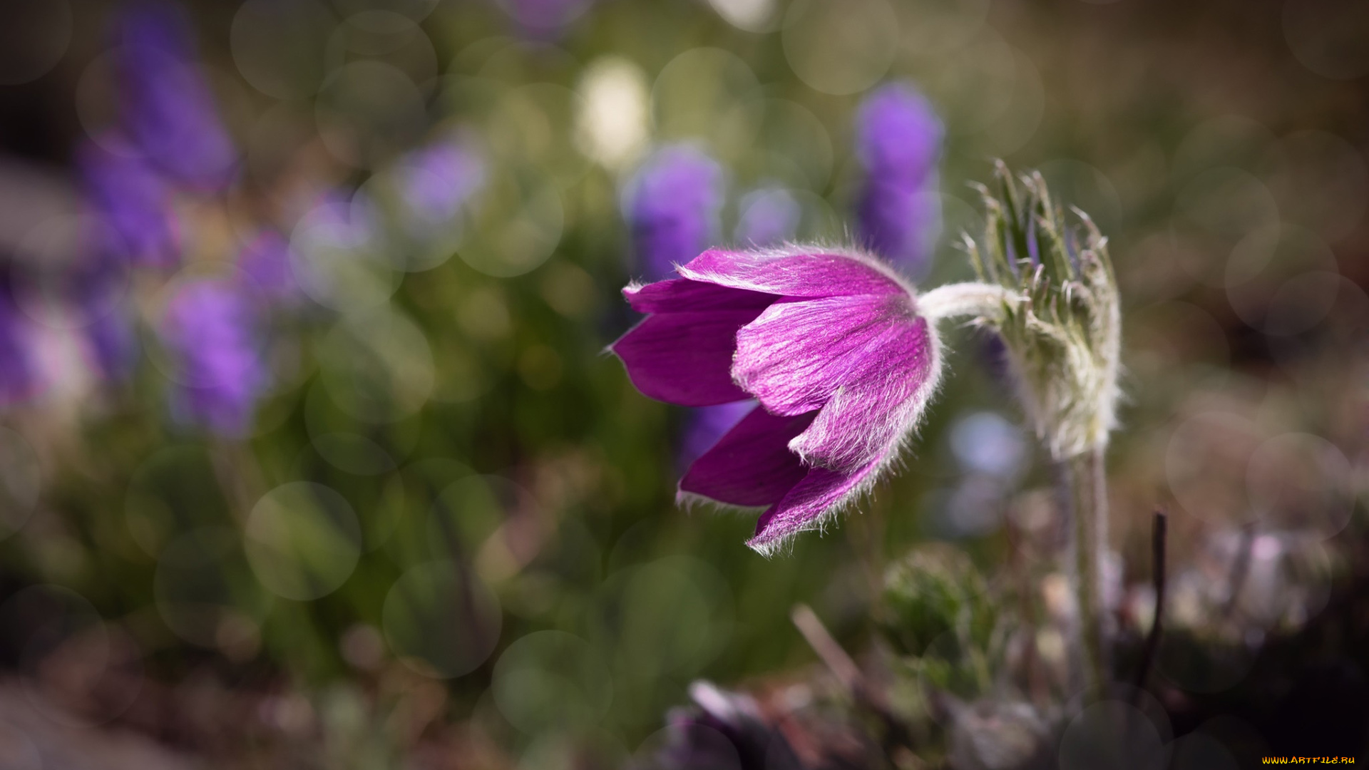 цветы, анемоны, , сон-трава, сон-трава