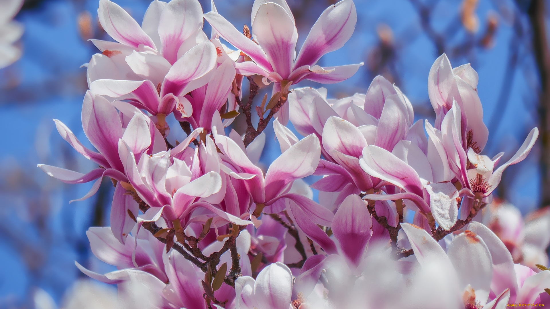 цветы, магнолии, розовая, магнолия, бутоны