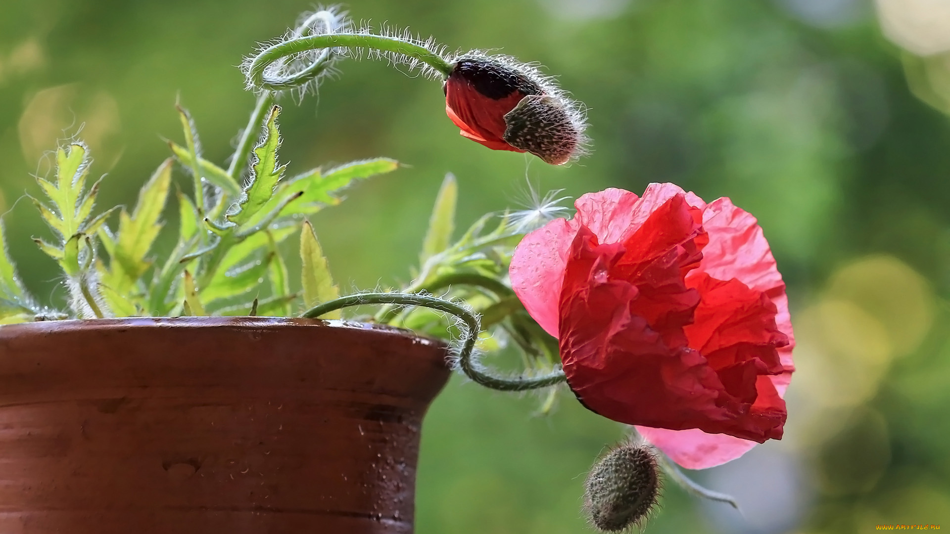 цветы, маки, горшок, мак, бутоны, алый