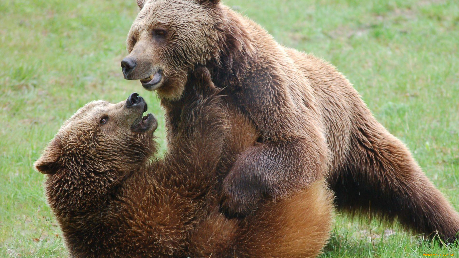 животные, медведи, два, борьба, бурый, гризли, кодьяк, животное, хищник, млекопитающее, хордовые