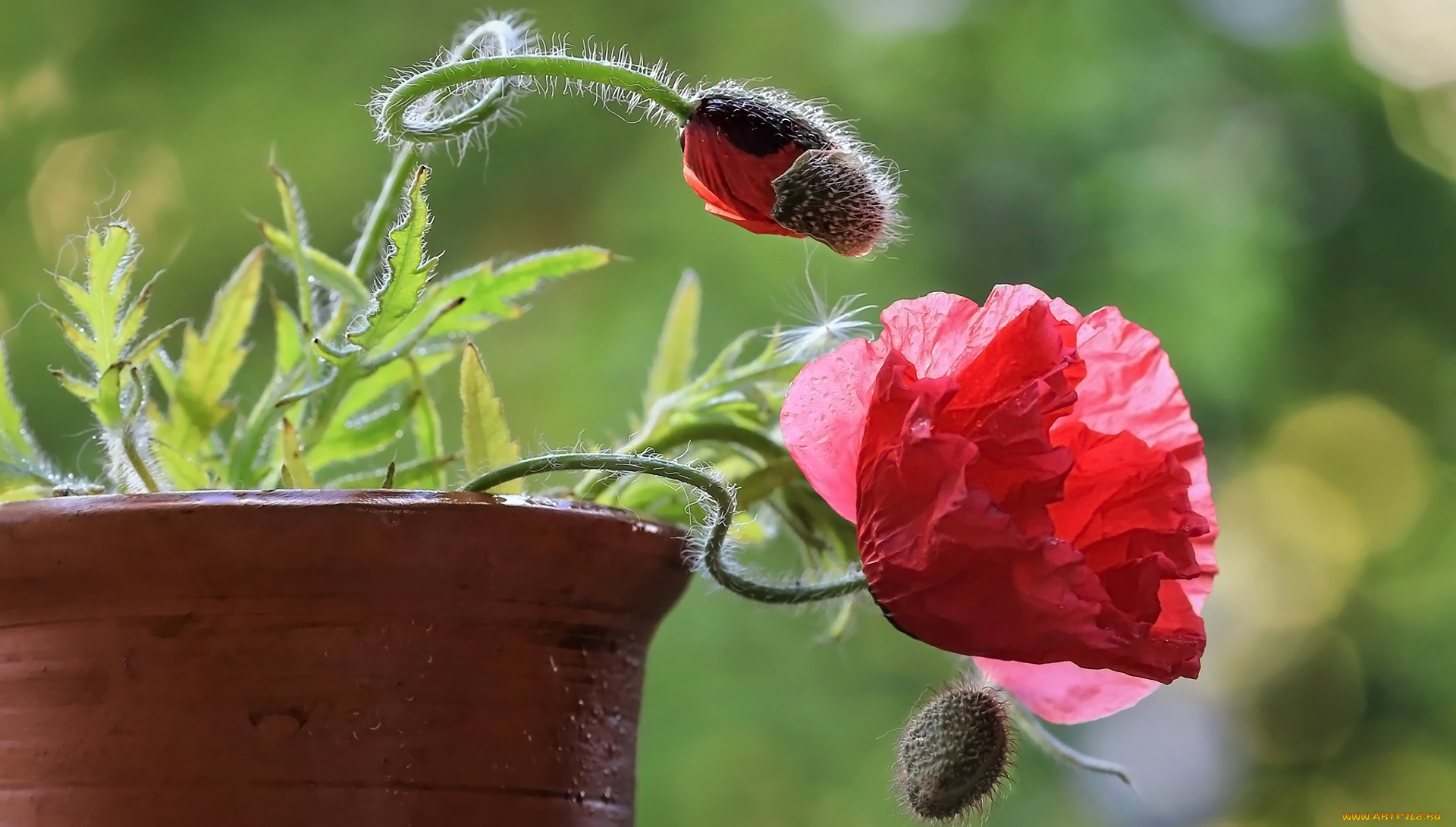цветы, маки, горшок, мак, бутоны, алый
