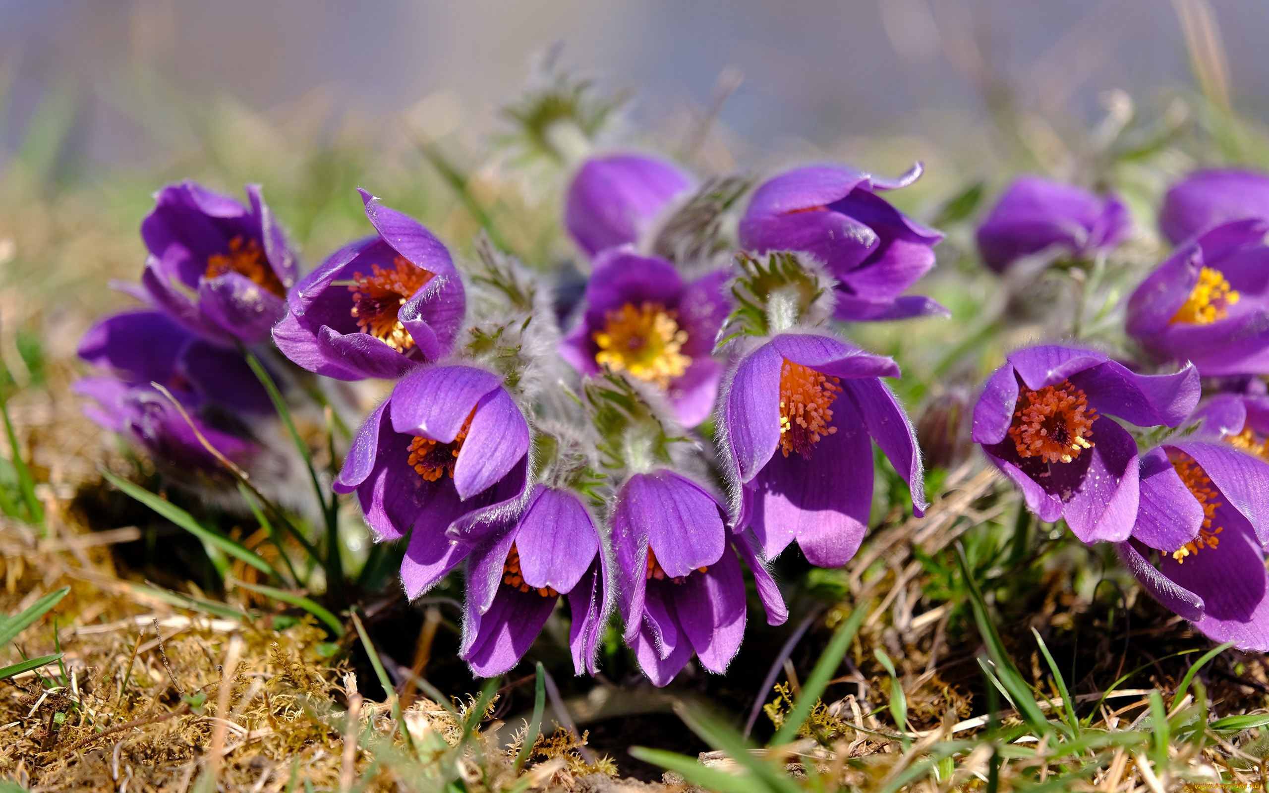 цветы, анемоны, , сон-трава, сон-трава