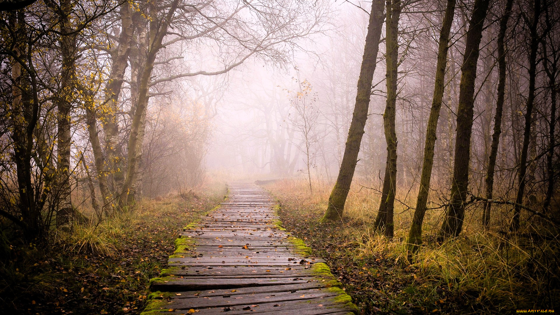 природа, дороги, лес, деревья, туман, дорожка, кусты