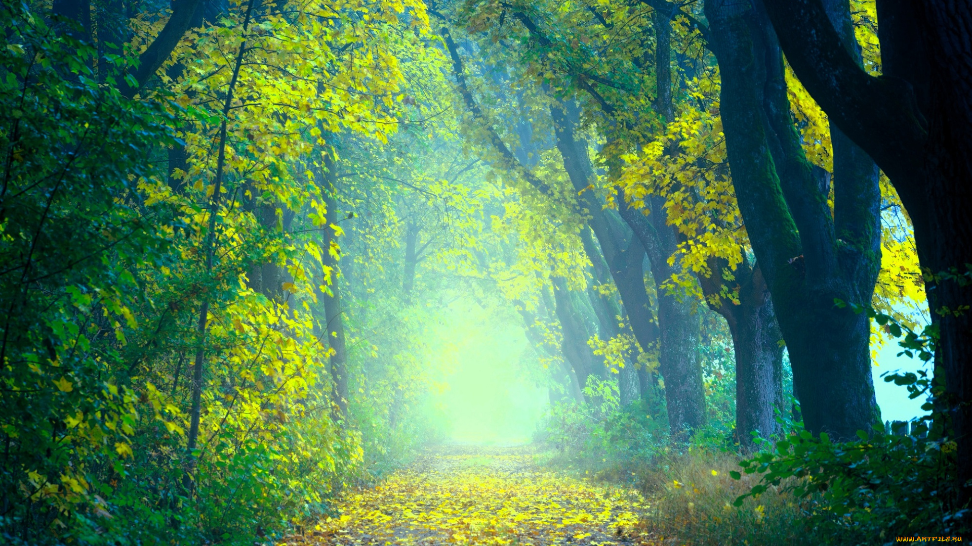 природа, дороги, осень, лес, листья, дорога, туман