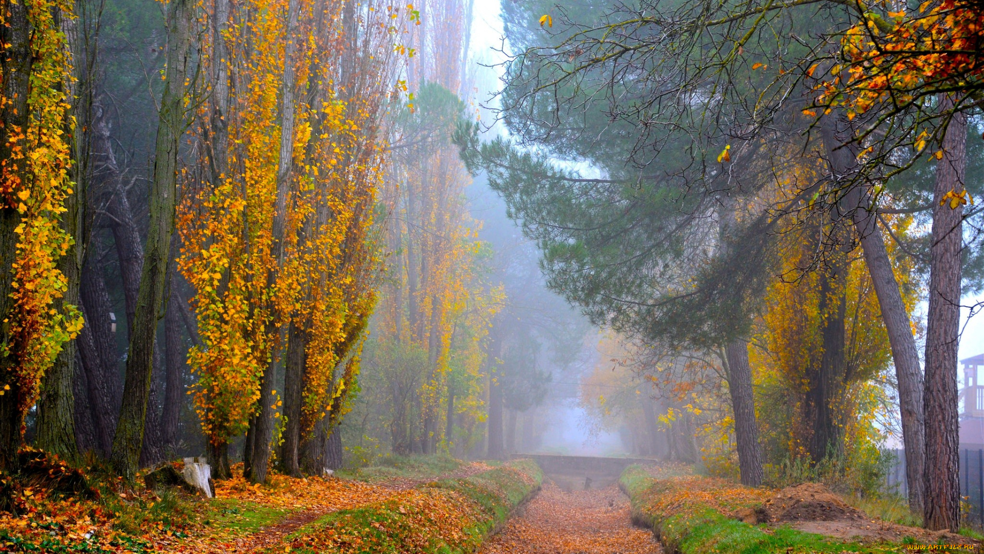 природа, парк, деревья, аллея, листья, осень, дорога