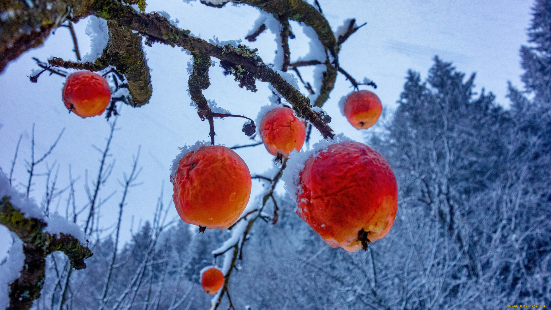 природа, плоды, яблоки