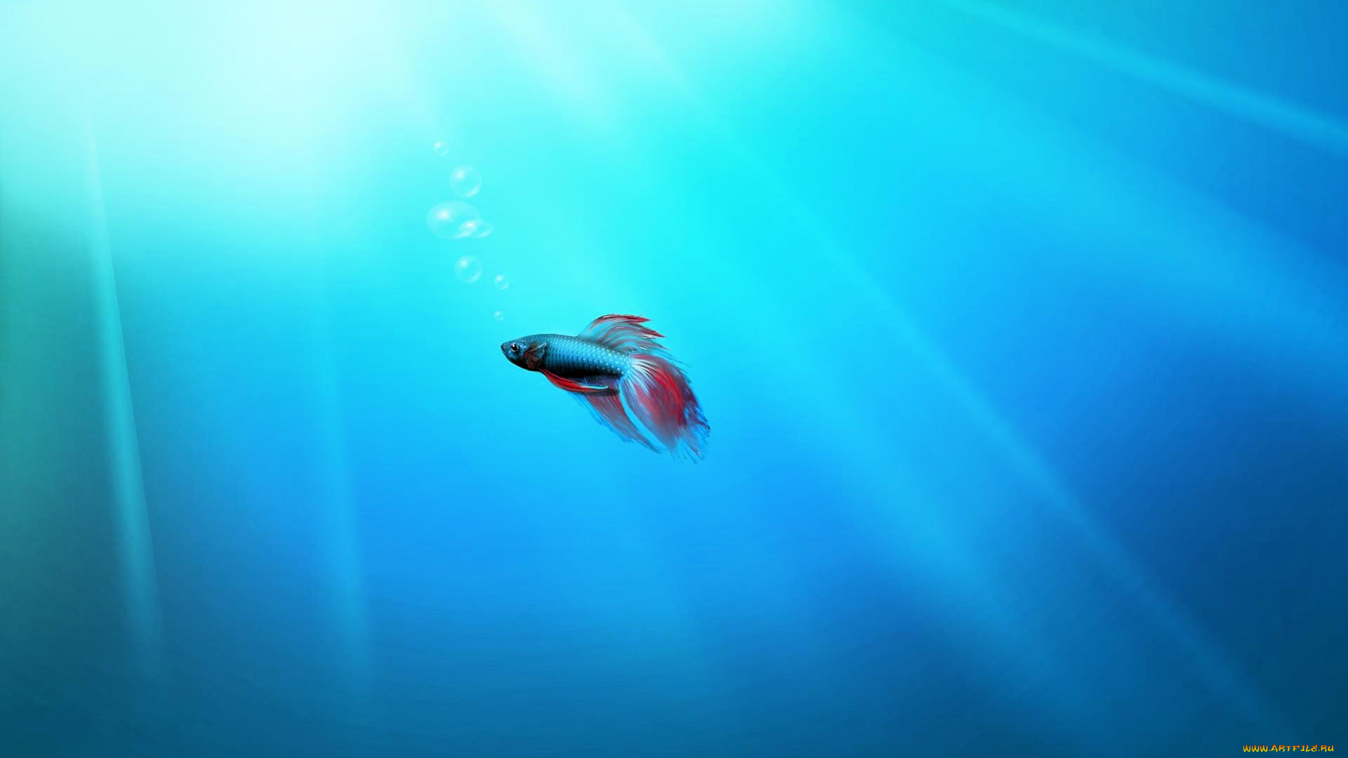 рисованное, животные, , рыбы, рыбка, море, свет