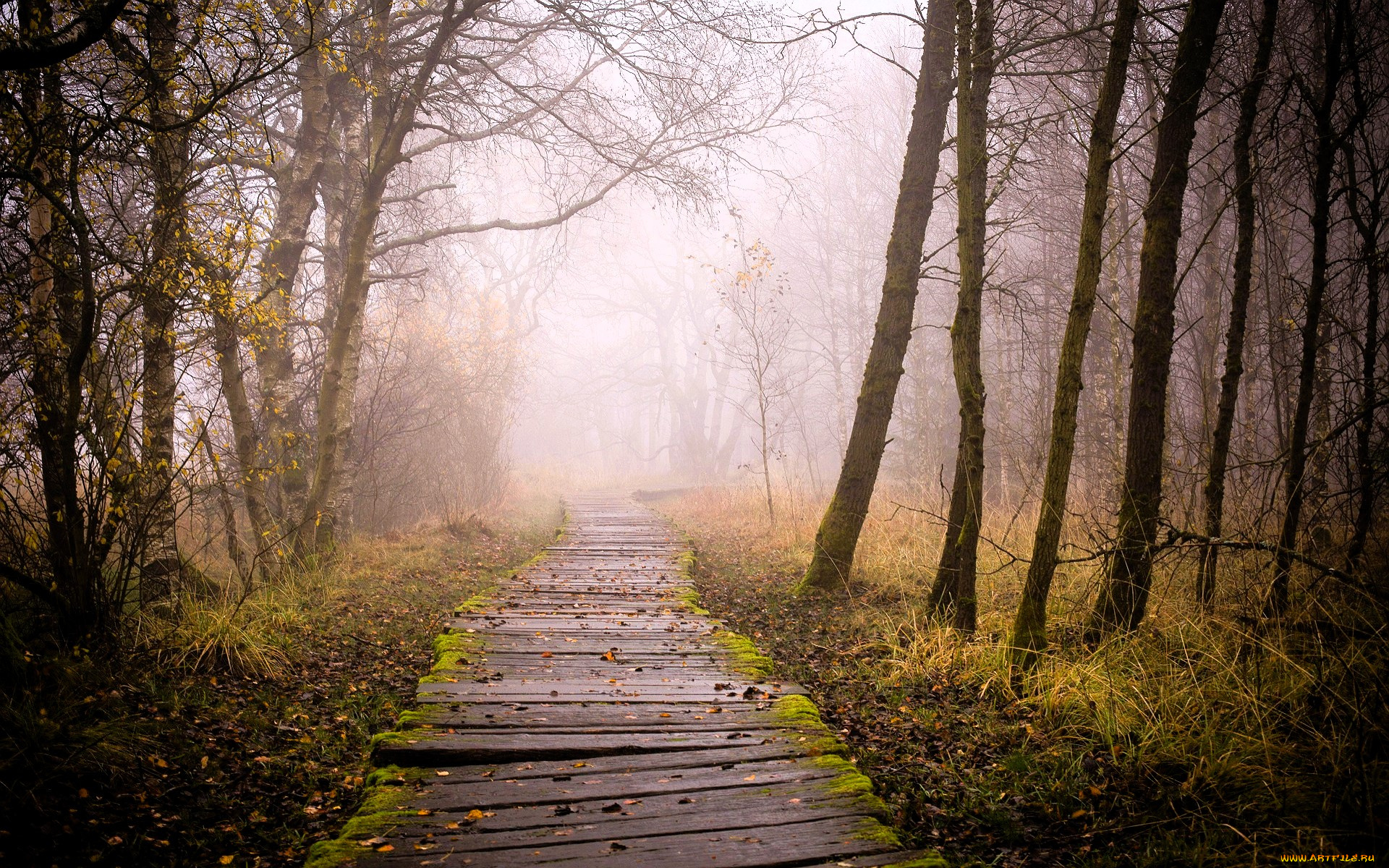 природа, дороги, лес, деревья, туман, дорожка, кусты
