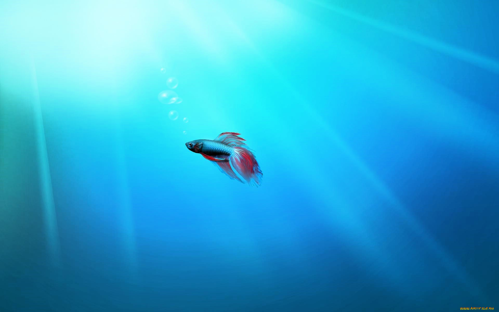 рисованное, животные, , рыбы, рыбка, море, свет