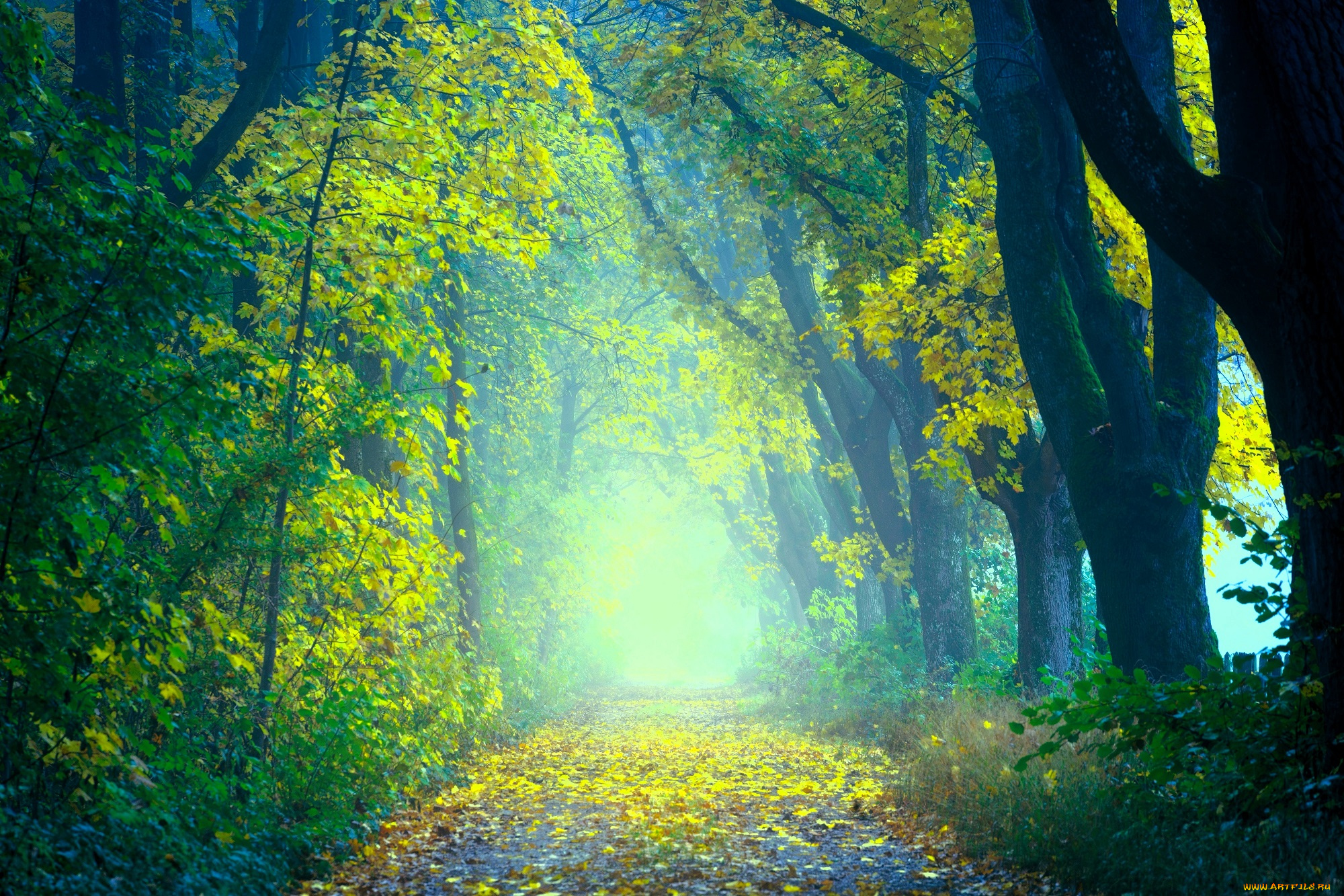 природа, дороги, осень, лес, листья, дорога, туман