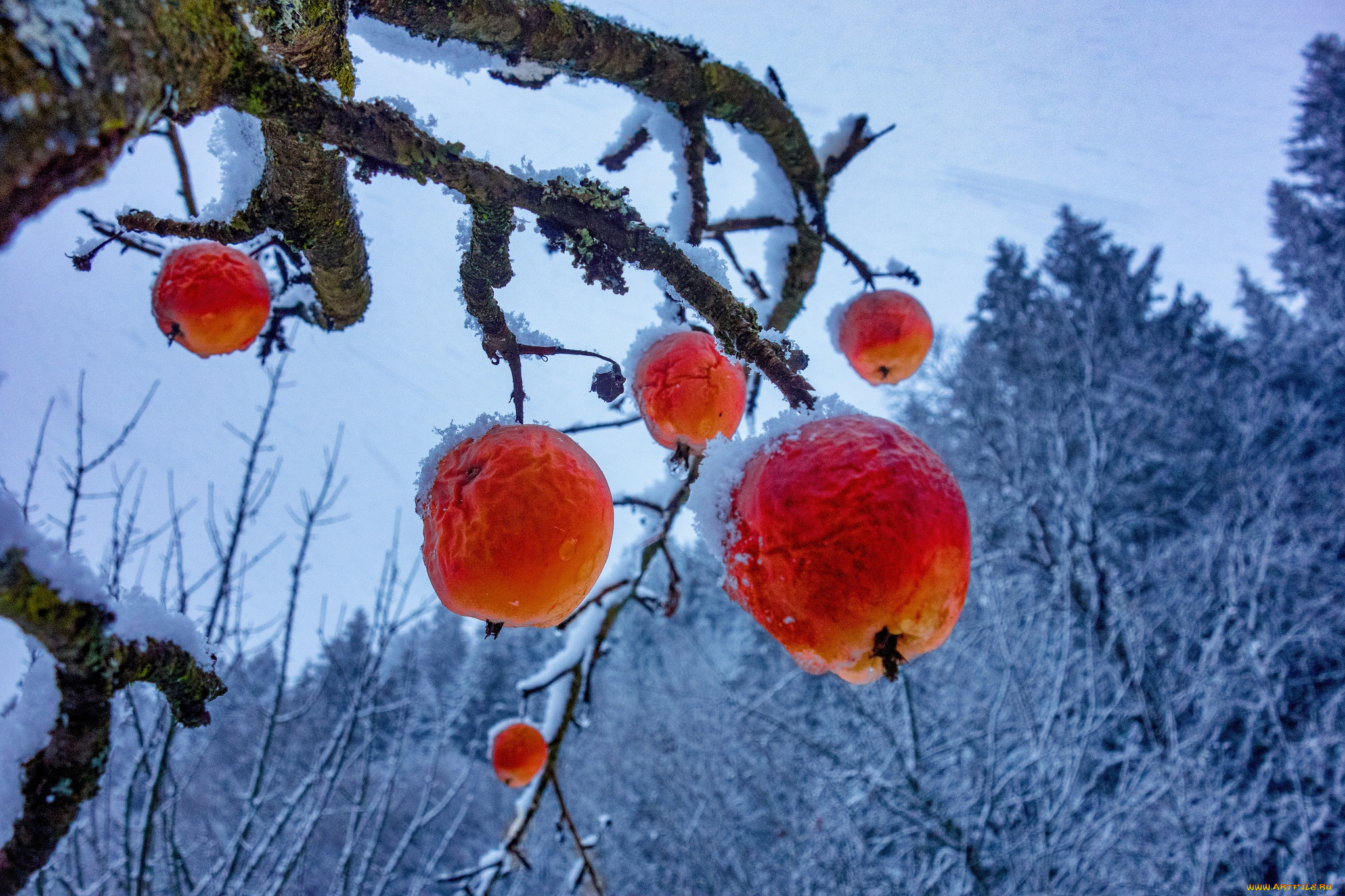 природа, плоды, яблоки