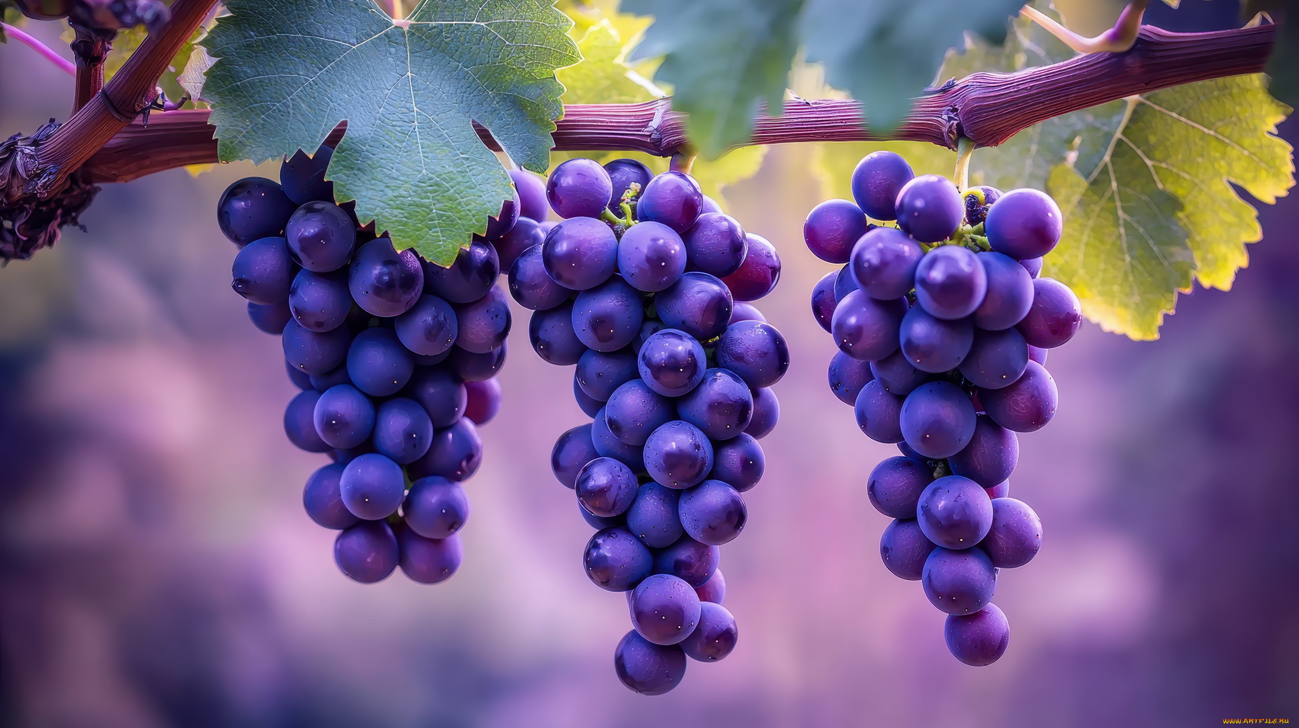 3д, графика, природа, , nature, виноград, грозди