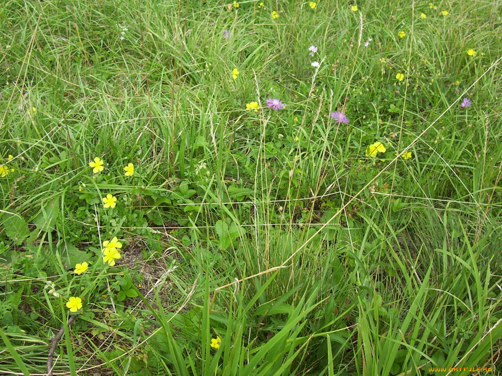 cz, beroun, цветы, луговые, полевые
