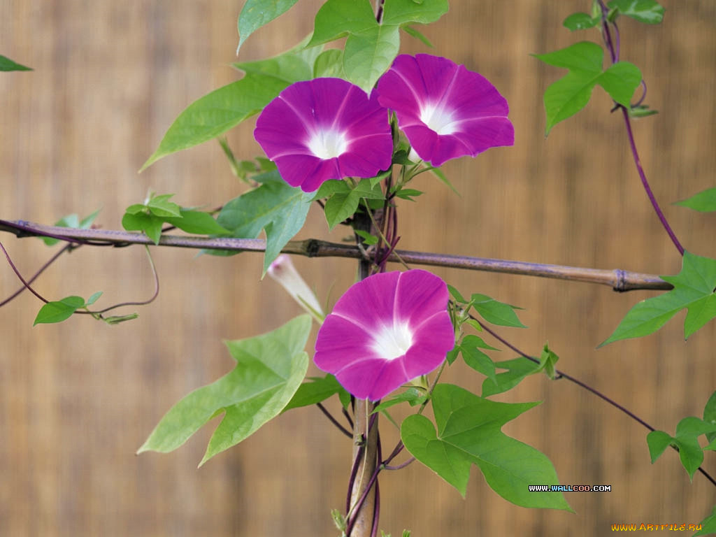 цветы, вьюнки, ипомеи