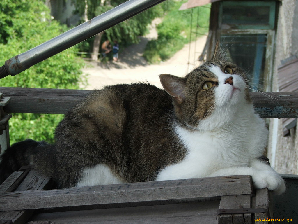 ричард, животные, коты