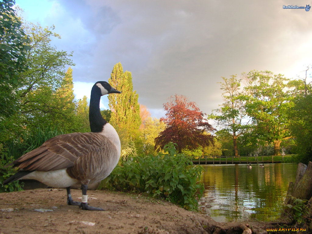 животные, гуси
