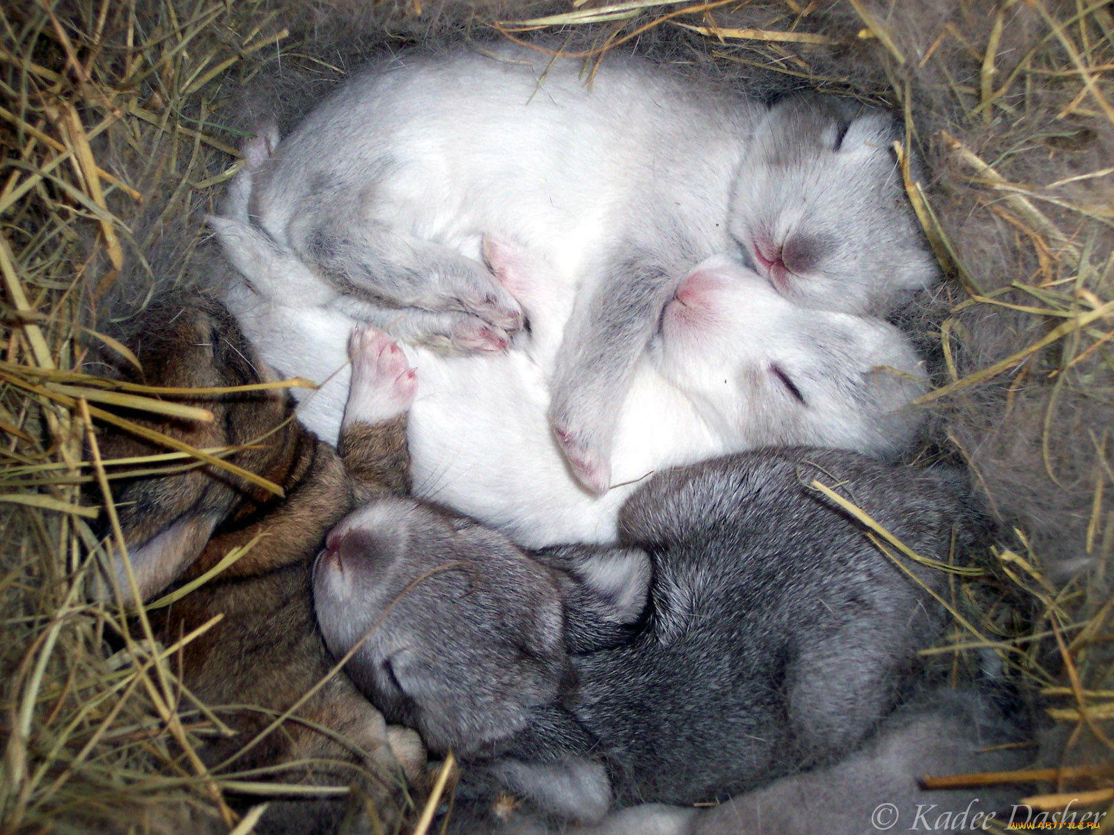 easter, dreams, животные, кролики, зайцы