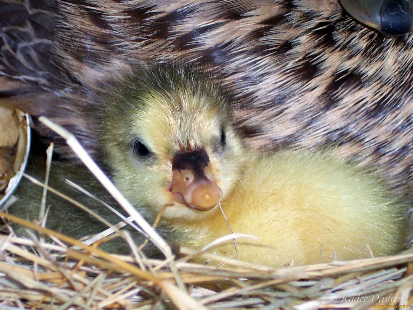 first, one, to, hatch, животные, утки