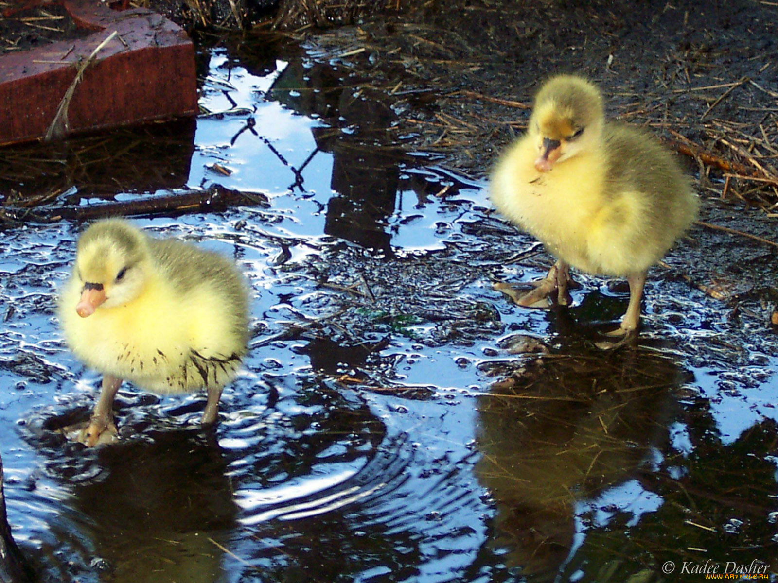 lets, get, dirty, животные, утки