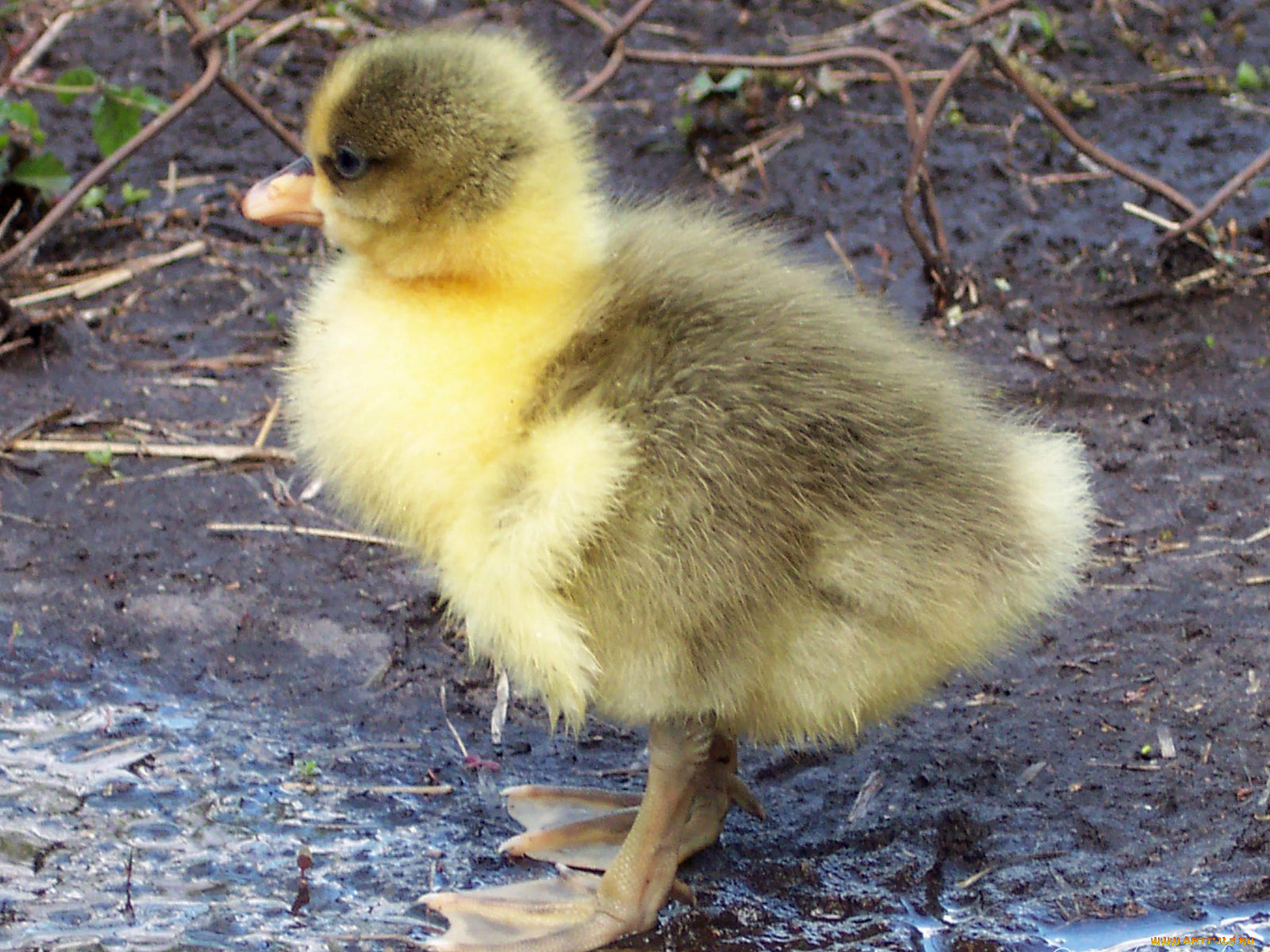 ok, what, to, do, next, животные, утки