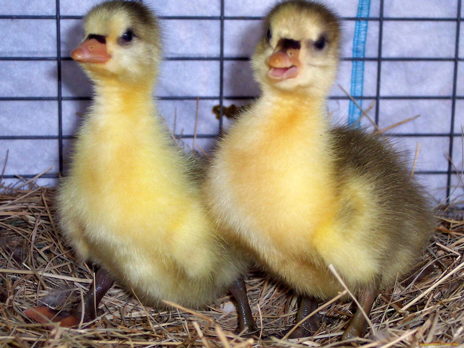 tweedle, dee, and, daa, животные, утки