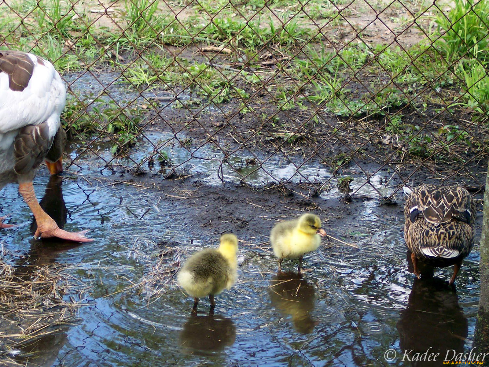 which, one, is, our, mom, животные, утки