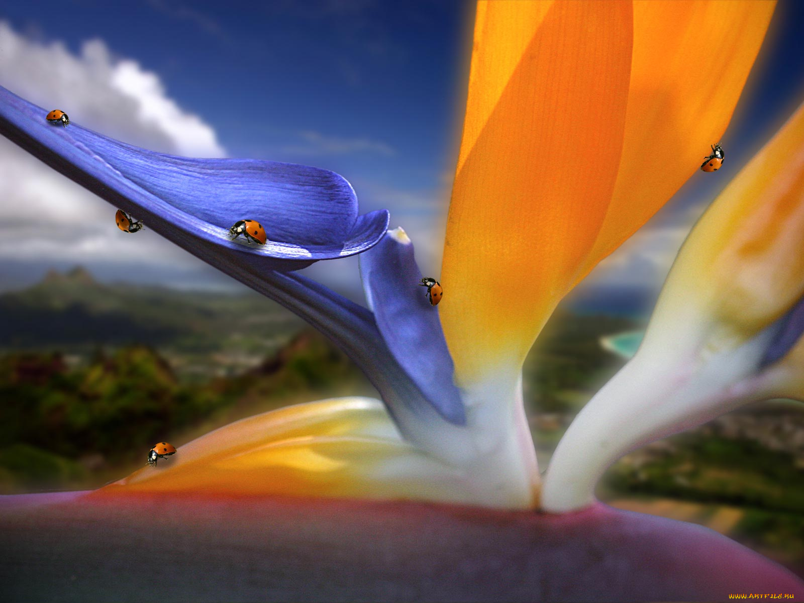 животные, божьи, коровки