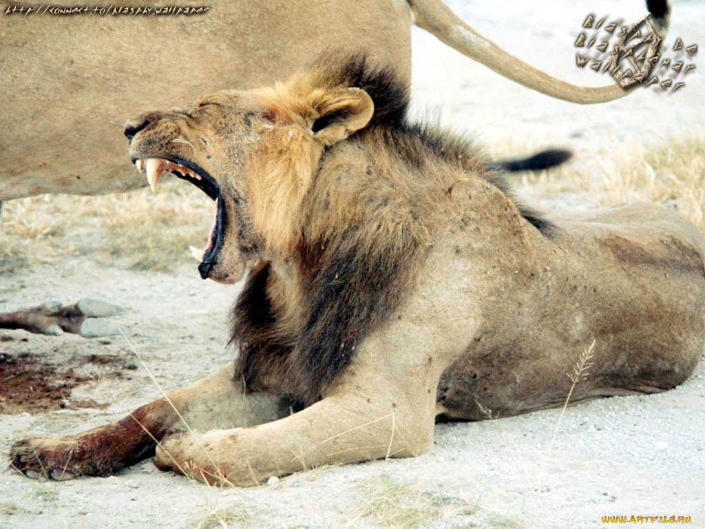 животные, львы