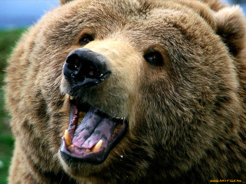 животные, медведи
