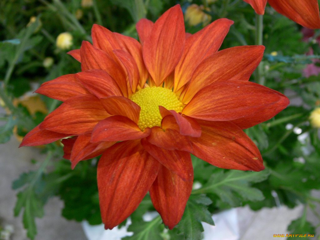 цветы, георгины