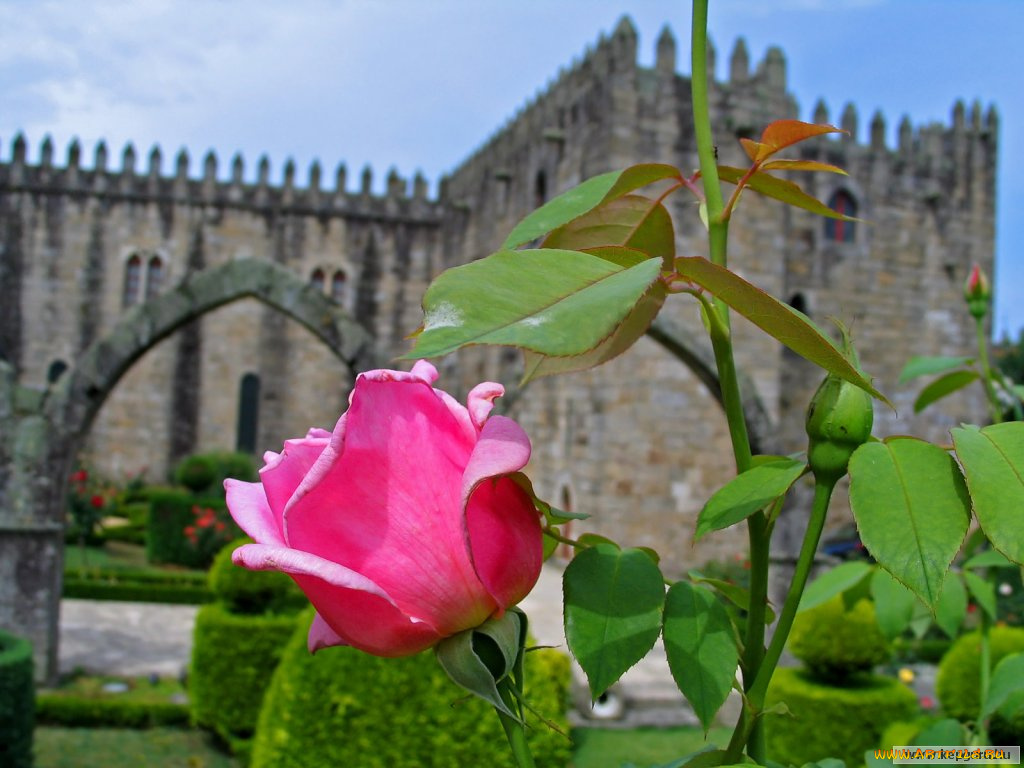 цветы, розы