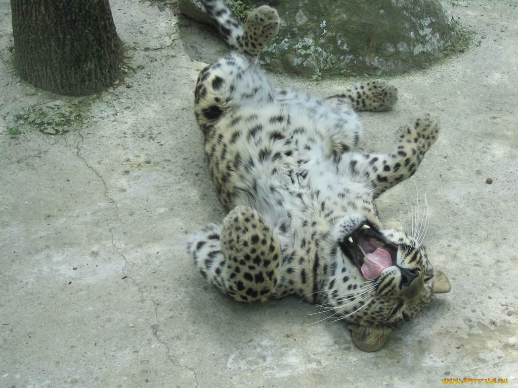 животные, леопарды