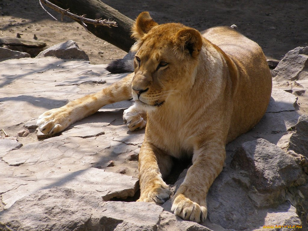 животные, львы