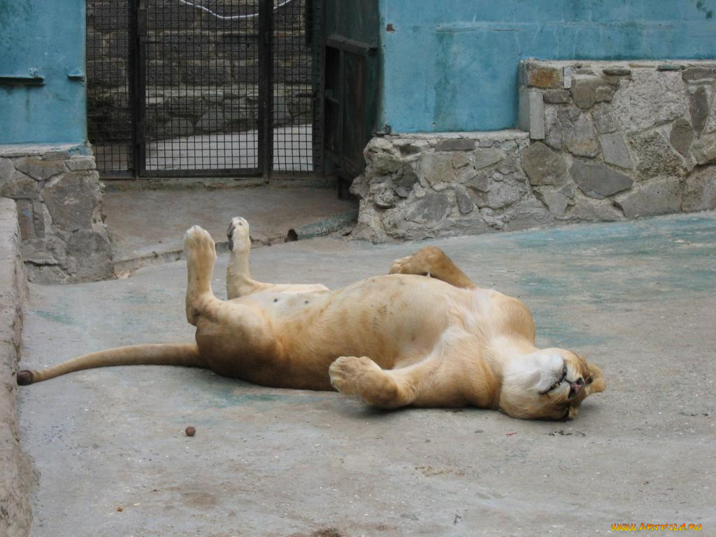 животные, львы