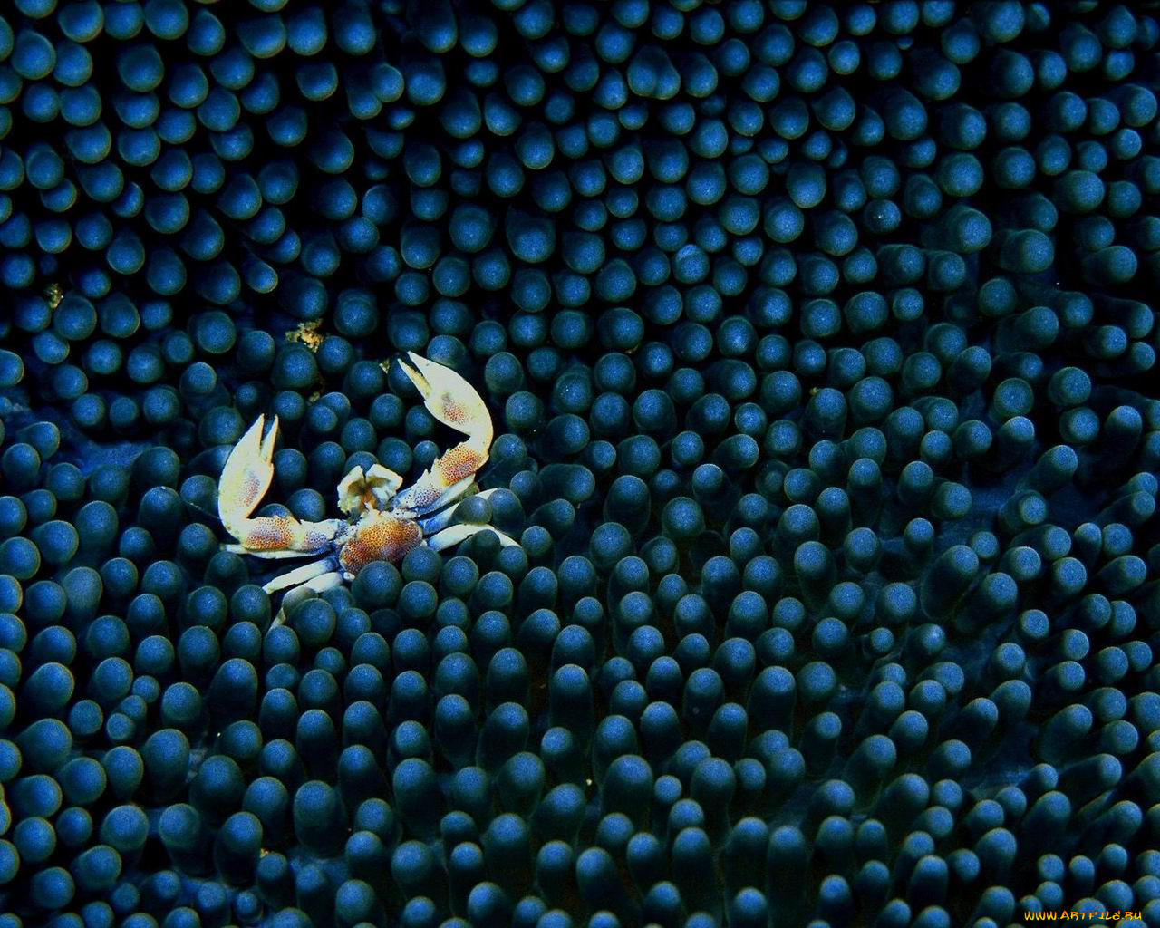 животные, крабы, раки