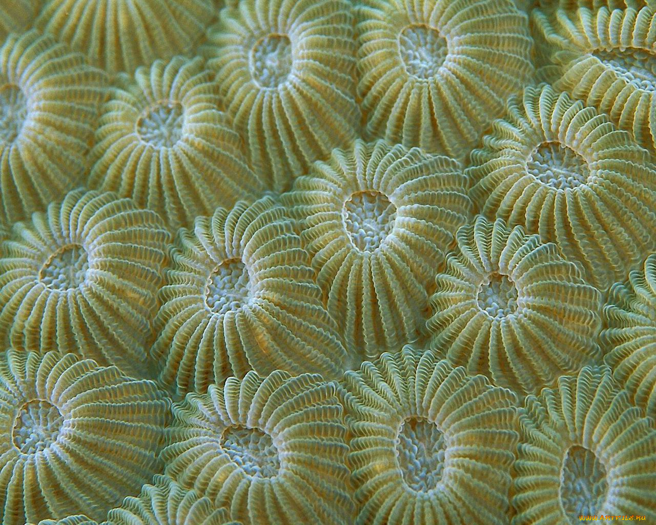 животные, морская, фауна