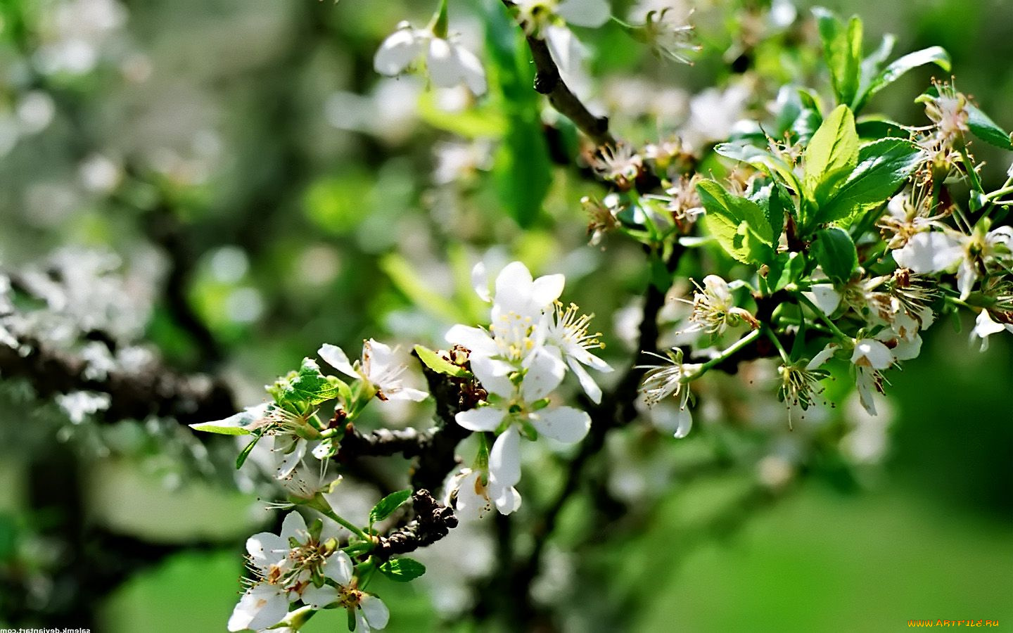 цветы, цветущие, деревья, кустарники