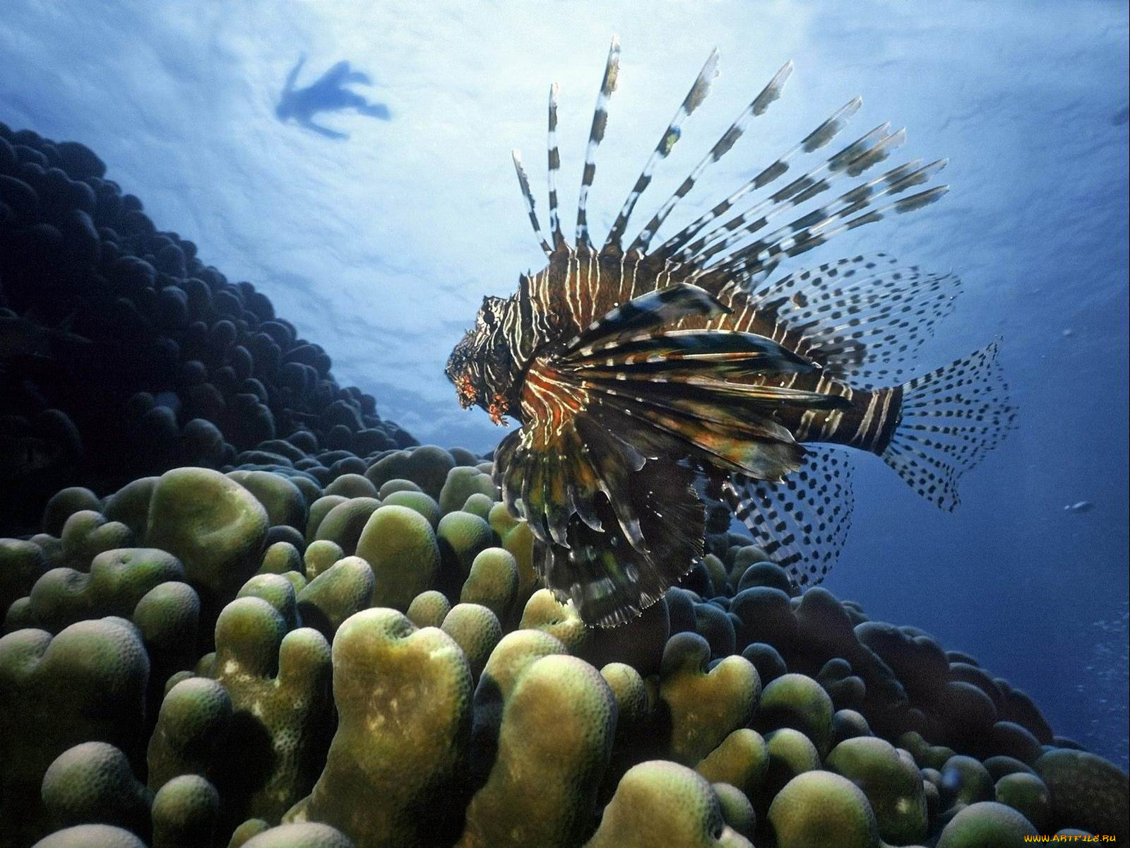 животные, рыбы