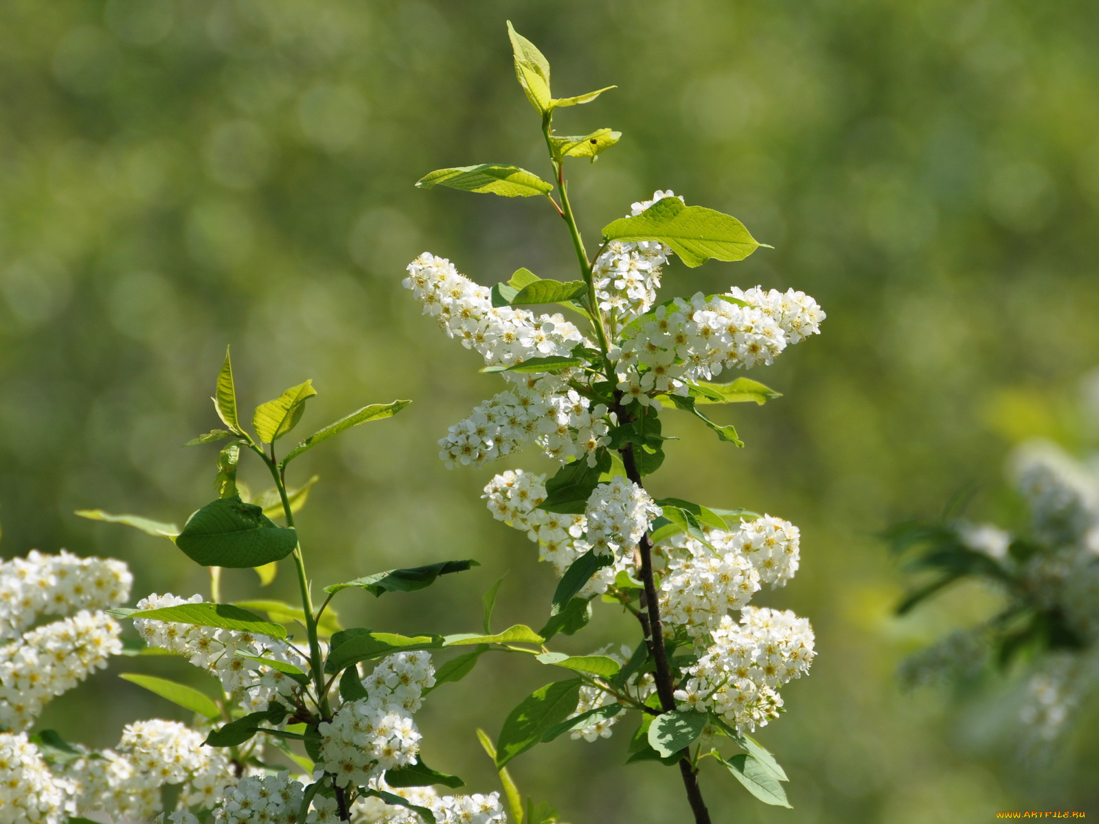 цветы, цветущие, деревья, кустарники